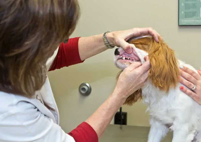 Carousel Slide 8: Cat and dog dental care